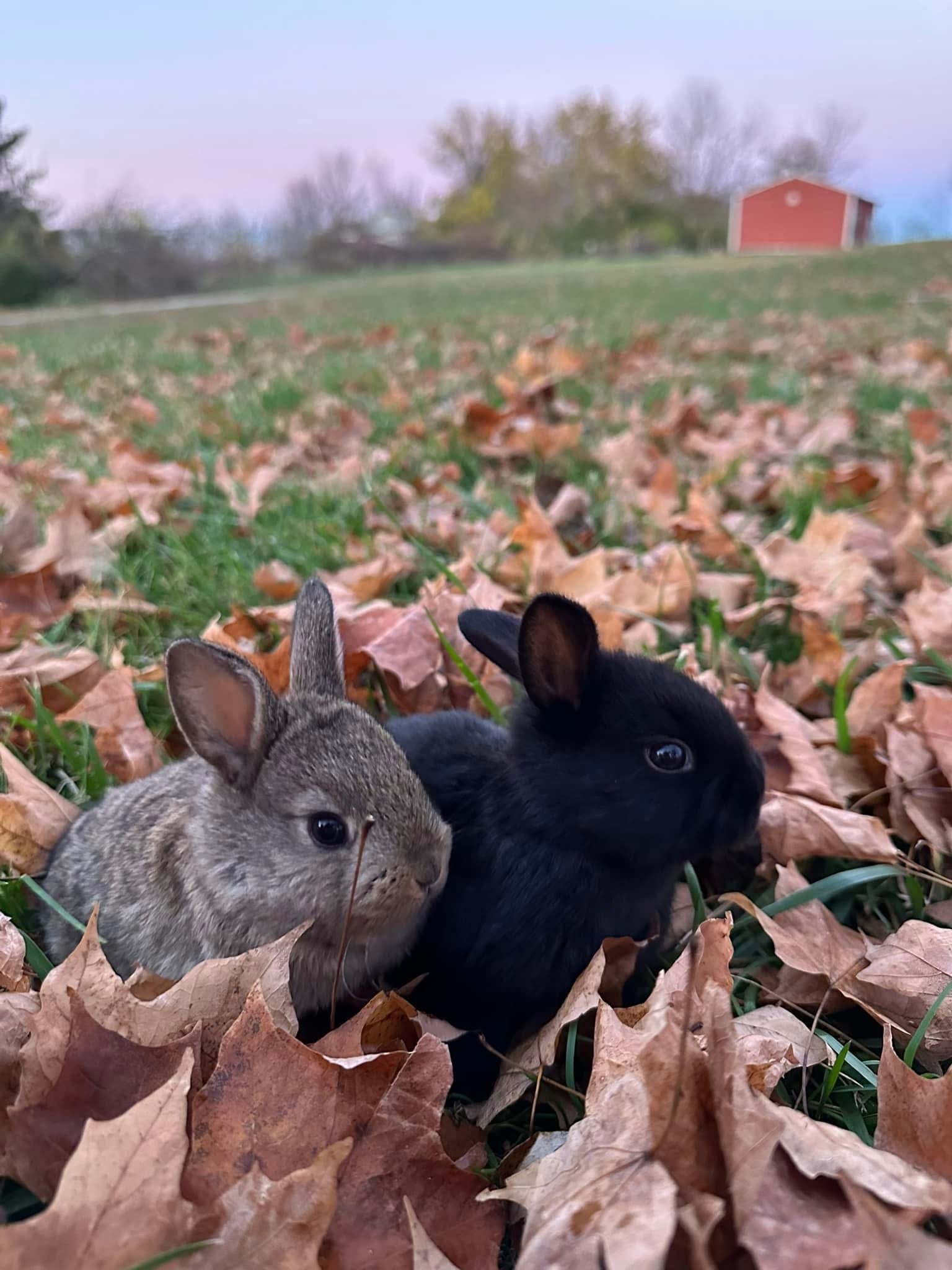 Pedigreed Show Rabbits