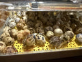 Quail Hatching Guide