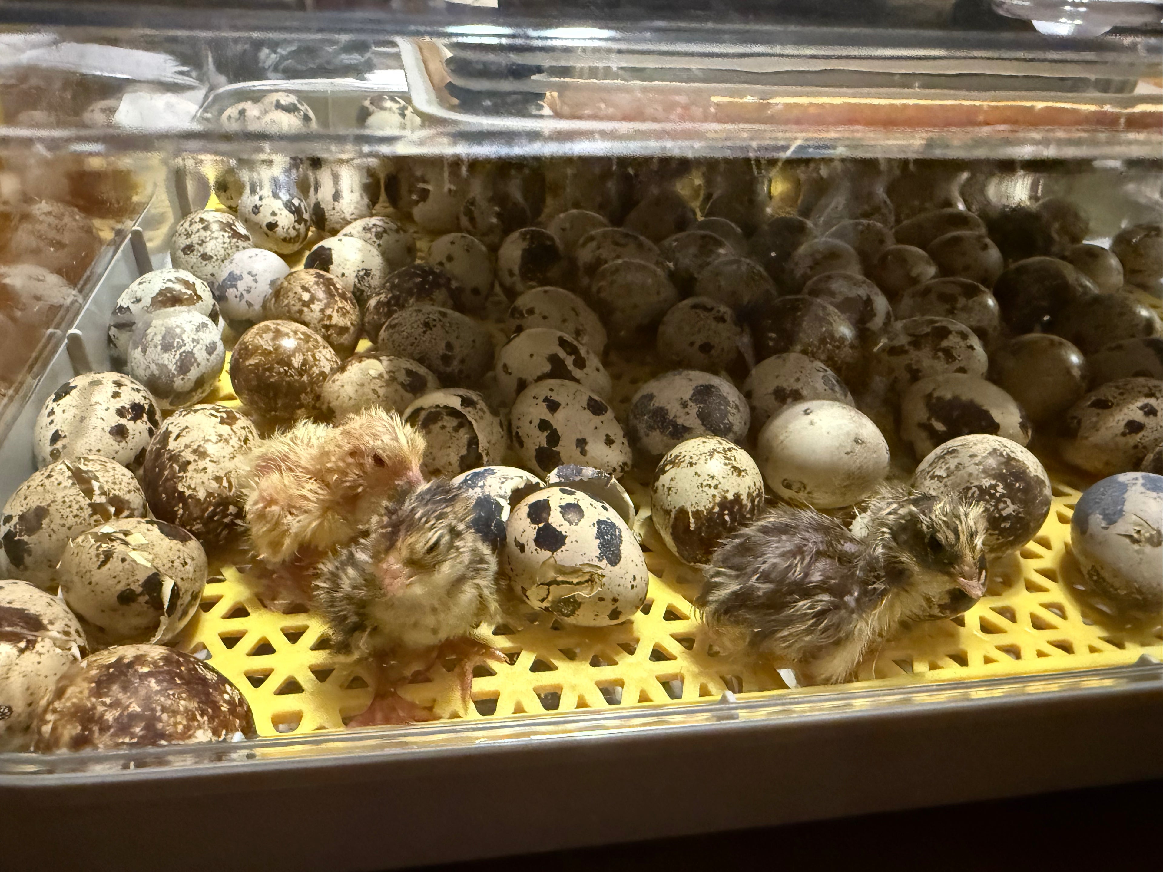 Quail Hatching Guide