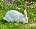 Fresh Whole Rabbit