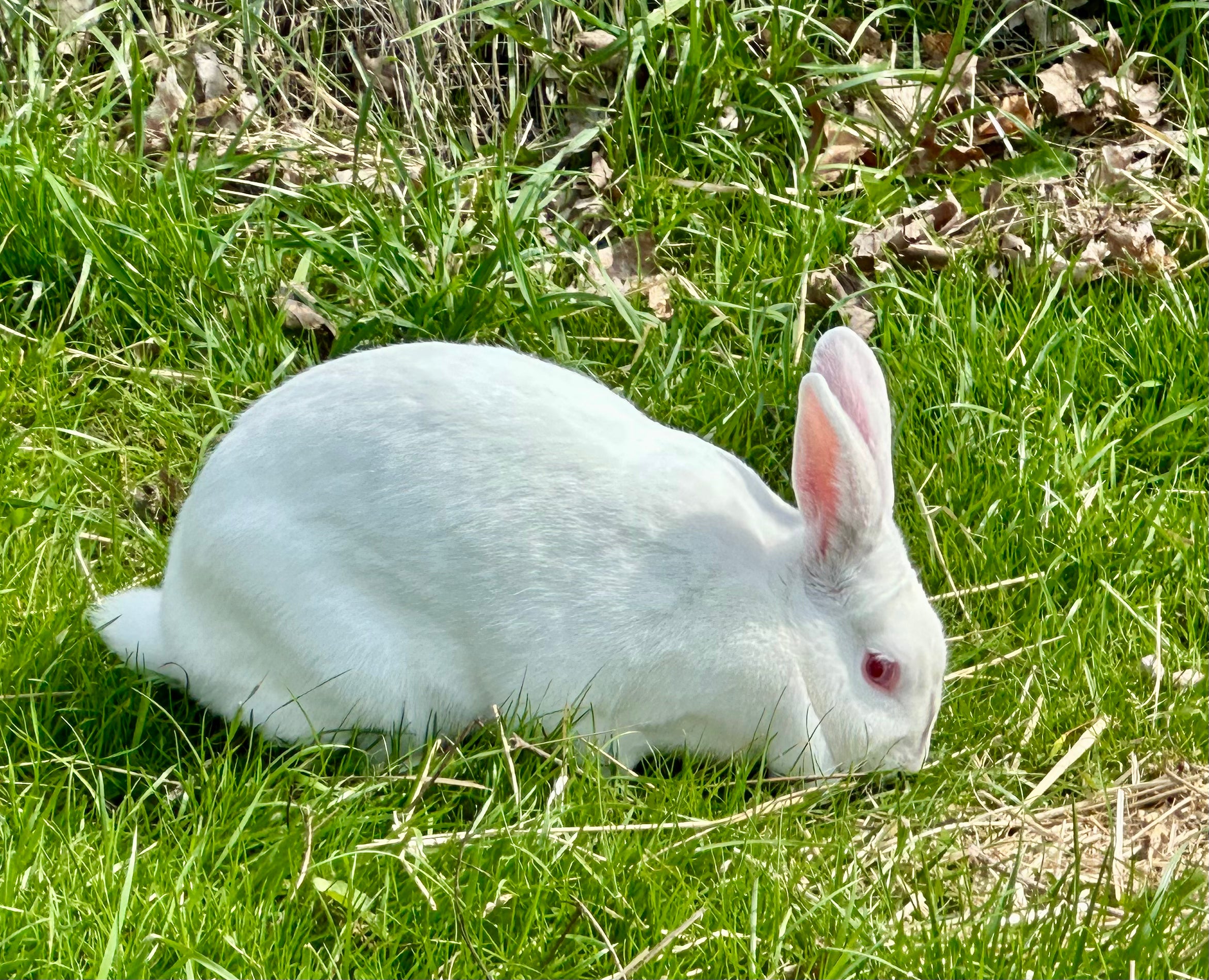 Fresh Whole Rabbit